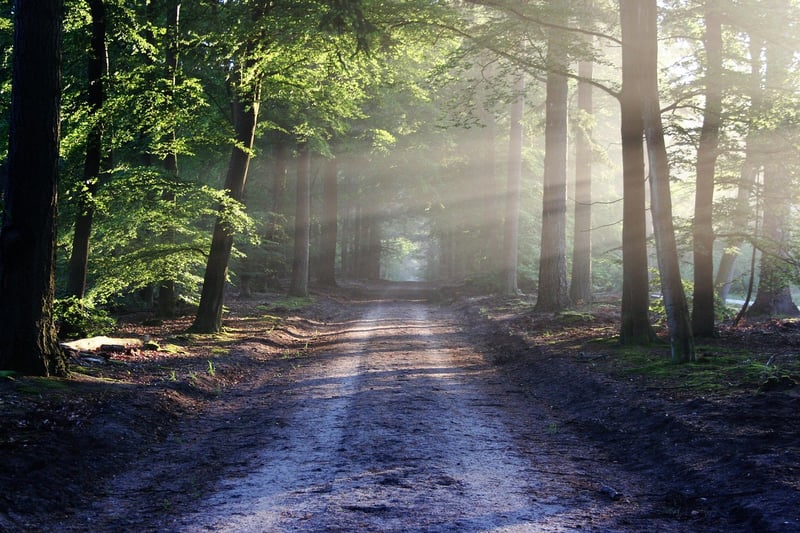 Enchanting Pixie Path